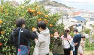 ご近所さんでミカン狩り